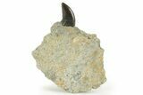 Serrated Dinosaur (Allosaurus) Tooth - Colorado #218335-2